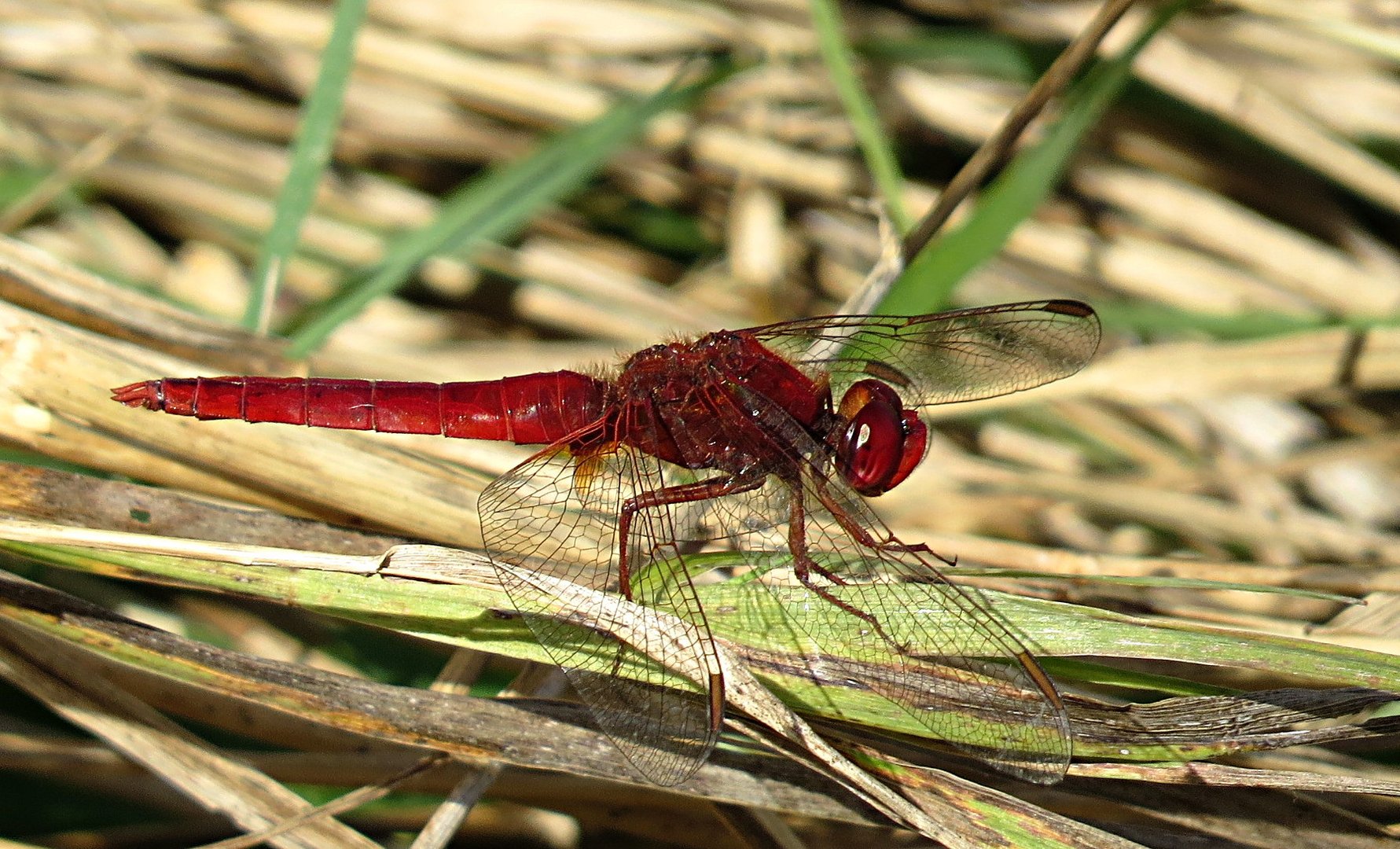 --- Feuerlibelle (Crocothemis erythraea) ---