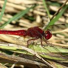 --- Feuerlibelle (Crocothemis erythraea) ---