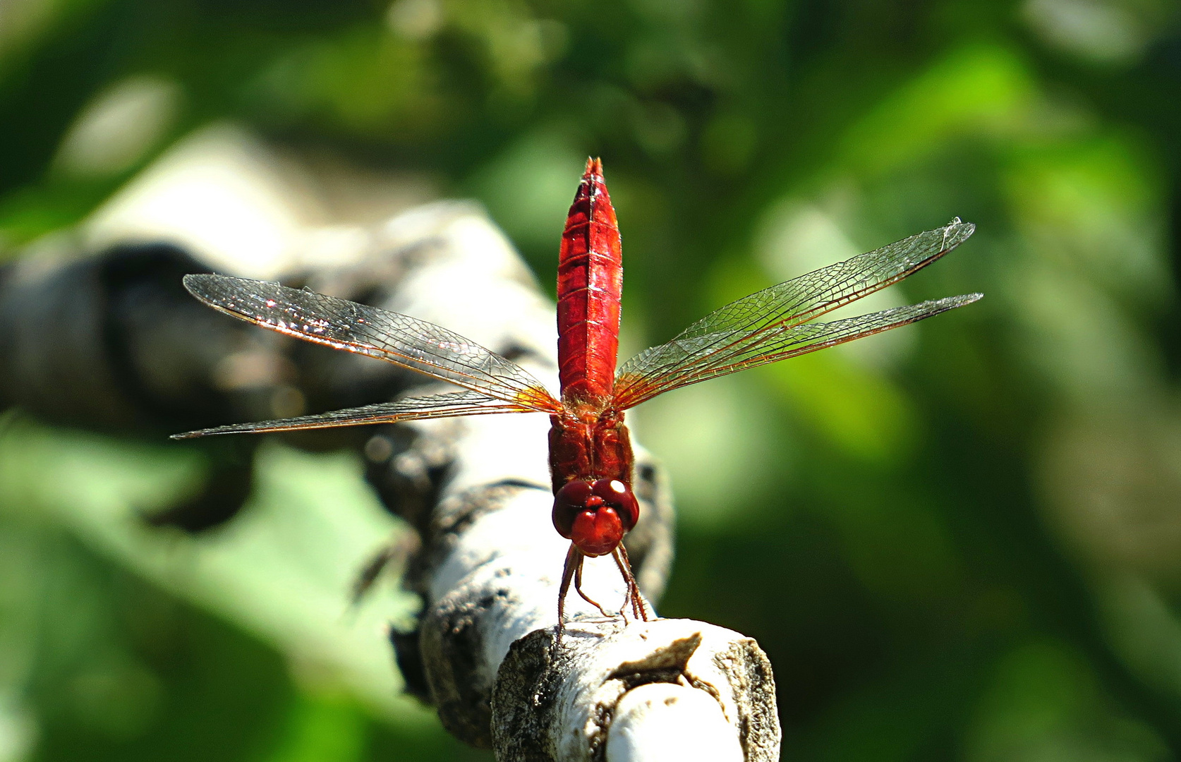 --- Feuerlibelle (Crocothemis erythraea) ---