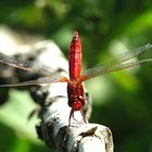 --- Feuerlibelle (Crocothemis erythraea) ---