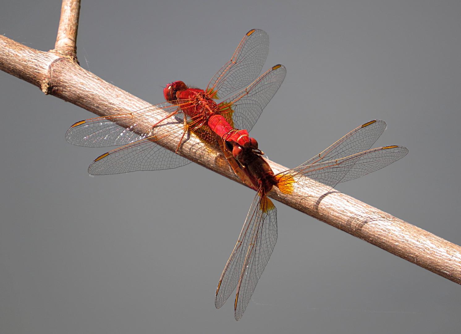 --- Feuerlibelle (Crocothemis erythraea) ---