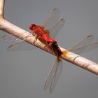 --- Feuerlibelle (Crocothemis erythraea) ---