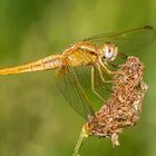 Feuerlibelle – Crocothemis erythraea