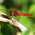 --- Feuerlibelle (Crocothemis erythraea) ---