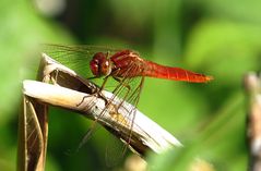 --- Feuerlibelle (Crocothemis erythraea) ---