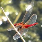 --- Feuerlibelle (Crocothemis erythraea) ---