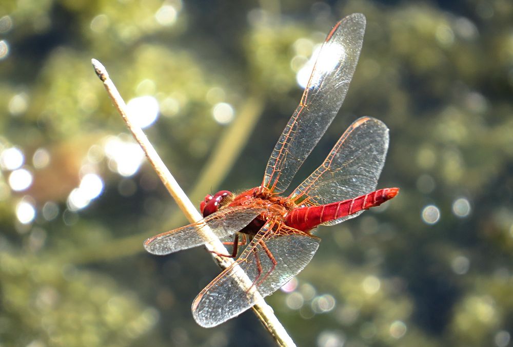 --- Feuerlibelle (Crocothemis erythraea) ---