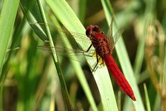 --- Feuerlibelle (Crocothemis erythraea) ---