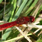 --- Feuerlibelle (Crocothemis erythraea) ---