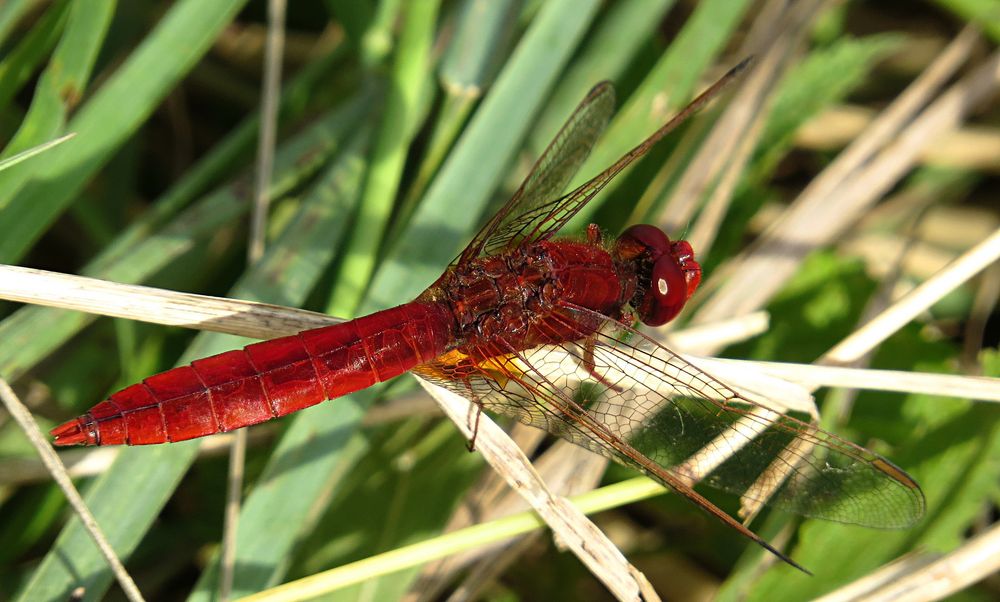 --- Feuerlibelle (Crocothemis erythraea) ---