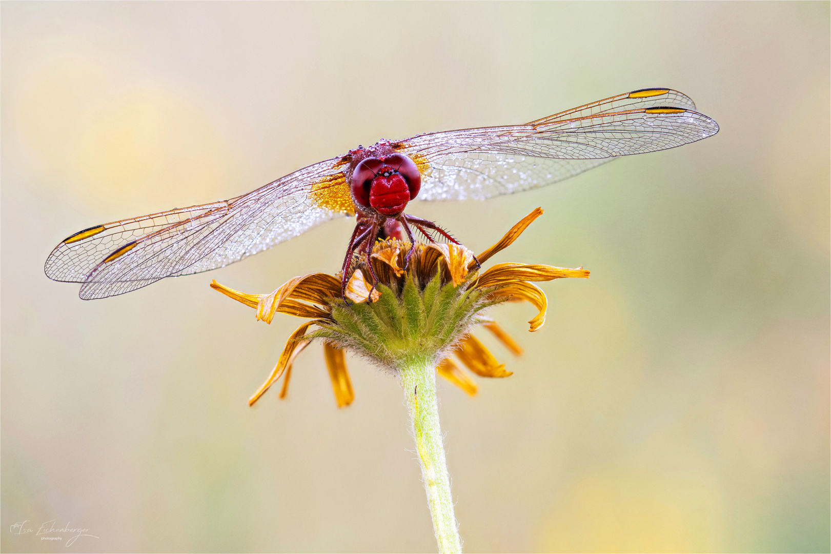 Feuerlibelle (Crocothemis erythraea)