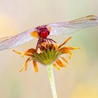 Feuerlibelle (Crocothemis erythraea)