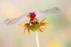 Feuerlibelle (Crocothemis erythraea)