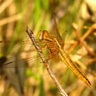 --- Feuerlibelle (Crocothemis erythraea) ---