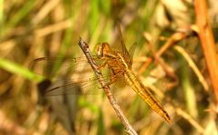 --- Feuerlibelle (Crocothemis erythraea) ---