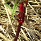 --- Feuerlibelle (Crocothemis erythraea) ---