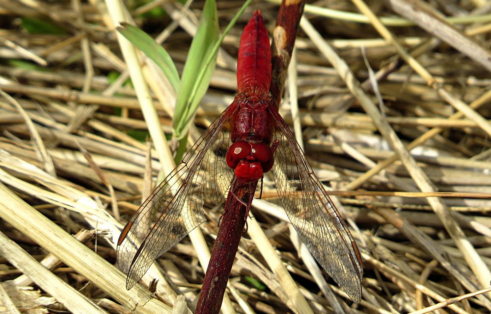 --- Feuerlibelle (Crocothemis erythraea) ---