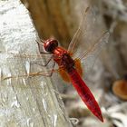 --- Feuerlibelle (Crocothemis erythraea) ---