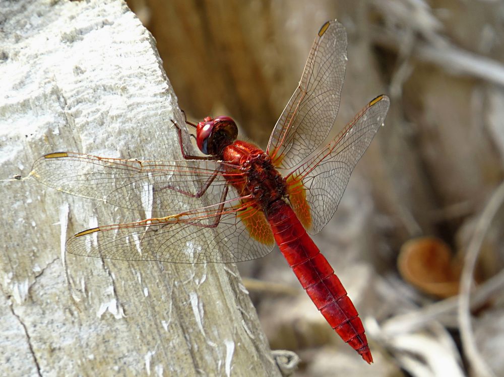 --- Feuerlibelle (Crocothemis erythraea) ---