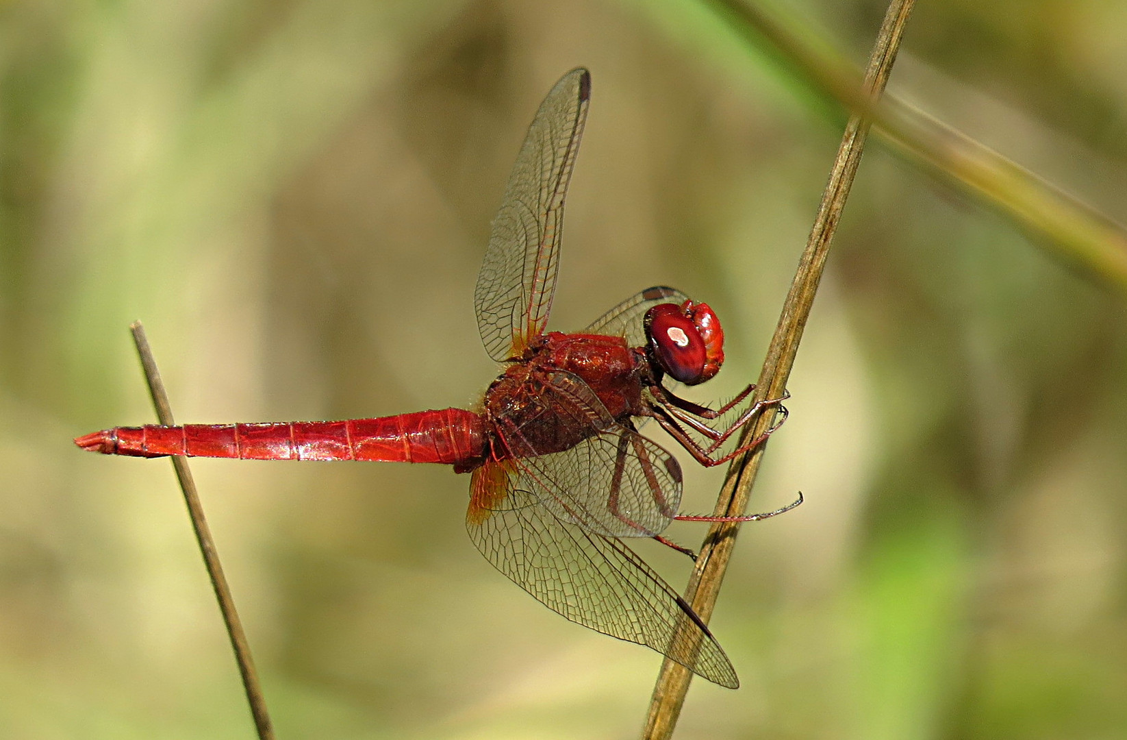 --- Feuerlibelle (Crocothemis erythraea) ---