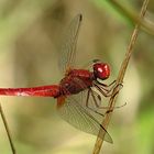 --- Feuerlibelle (Crocothemis erythraea) ---