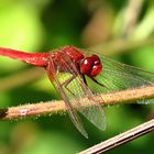 --- Feuerlibelle (Crocothemis erythraea) ---