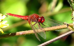 --- Feuerlibelle (Crocothemis erythraea) ---