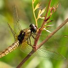 --- Feuerlibelle (Crocothemis erythraea) ---