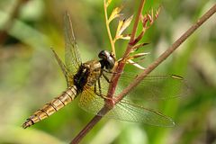 --- Feuerlibelle (Crocothemis erythraea) ---