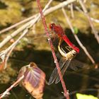 --- Feuerlibelle (Crocothemis erythraea) ---