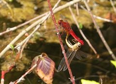 --- Feuerlibelle (Crocothemis erythraea) ---