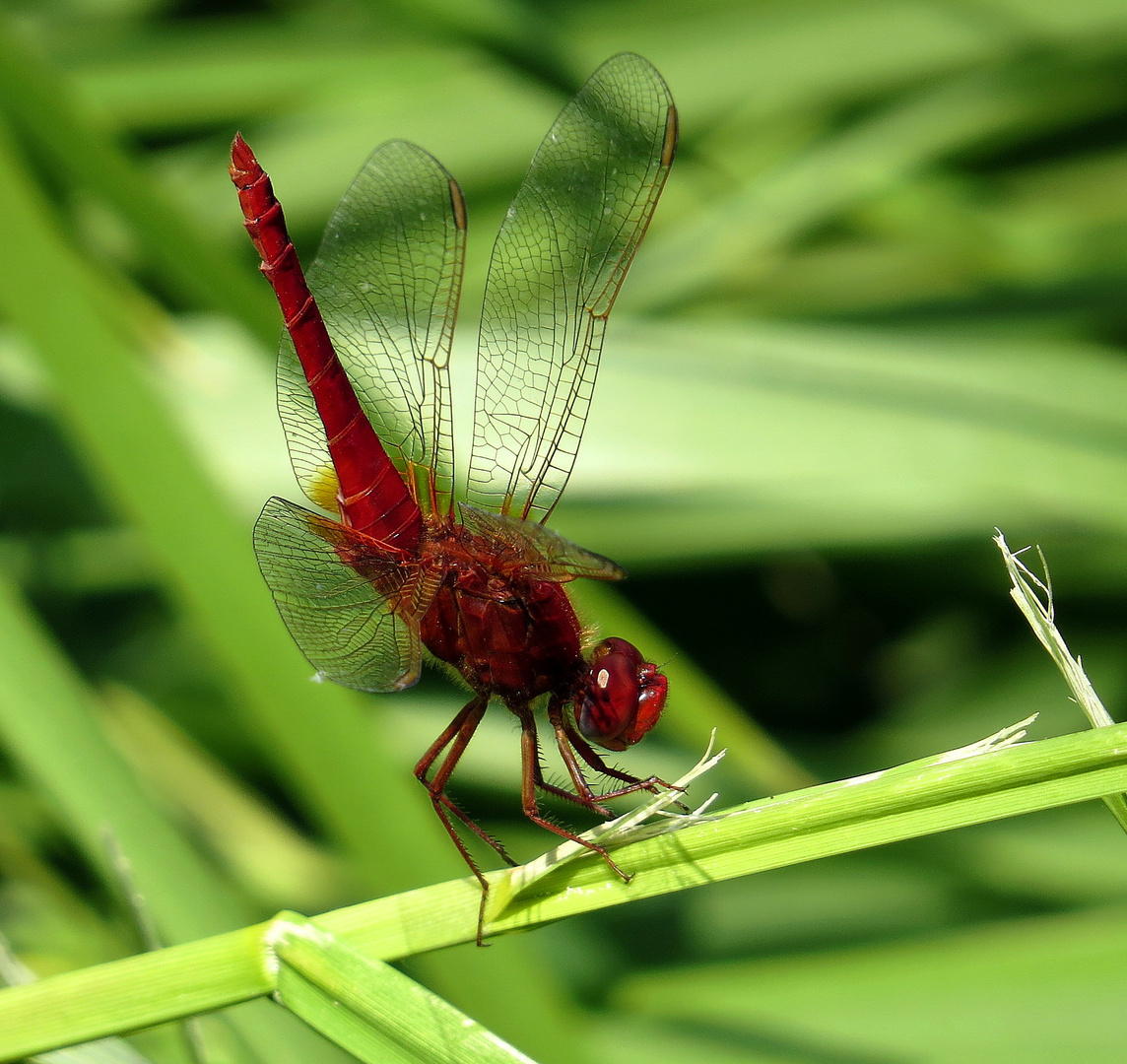 ... Feuerlibelle (Crocothemis erythraea) ...