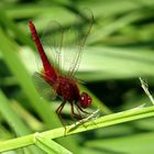 ... Feuerlibelle (Crocothemis erythraea) ...