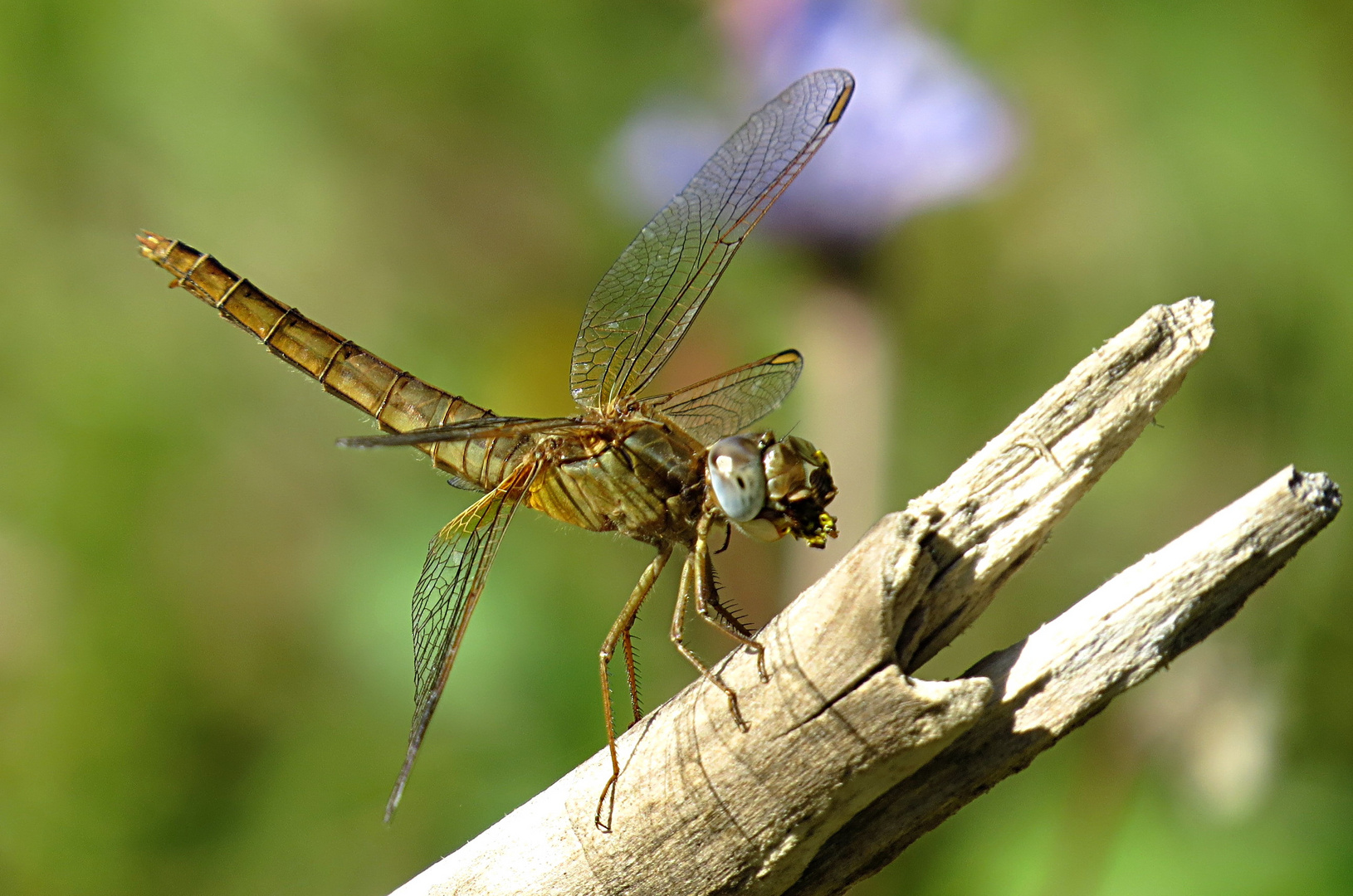 --- Feuerlibelle (Crocothemis erythraea) ---