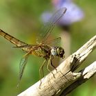 --- Feuerlibelle (Crocothemis erythraea) ---