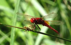 --- Feuerlibelle (Crocothemis erythraea) ---