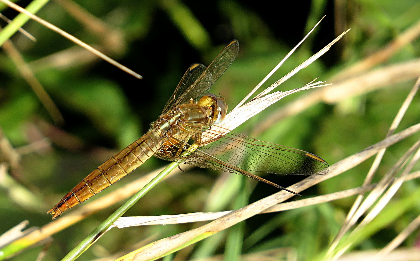 --- Feuerlibelle (Crocothemis erythraea) ---