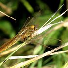 --- Feuerlibelle (Crocothemis erythraea) ---