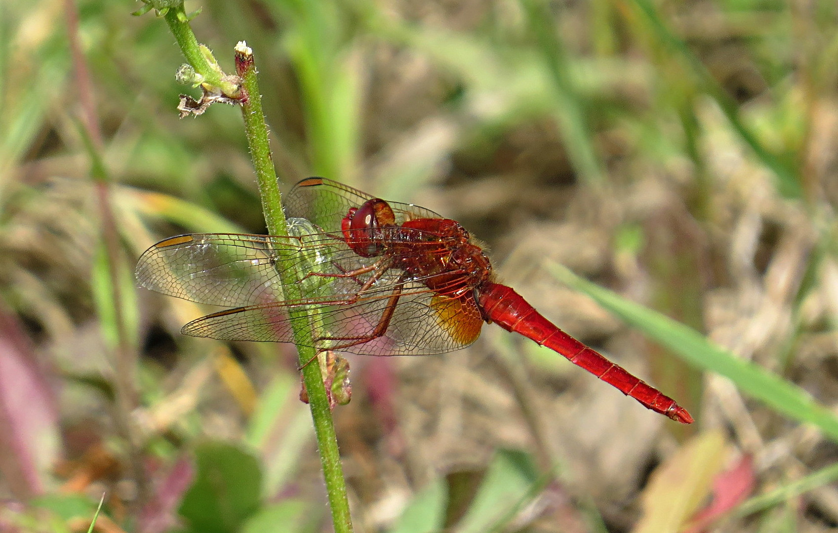 --- Feuerlibelle (Crocothemis erythraea) ---