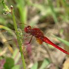 --- Feuerlibelle (Crocothemis erythraea) ---