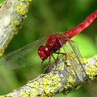 --- Feuerlibelle (Crocothemis erythraea) ---