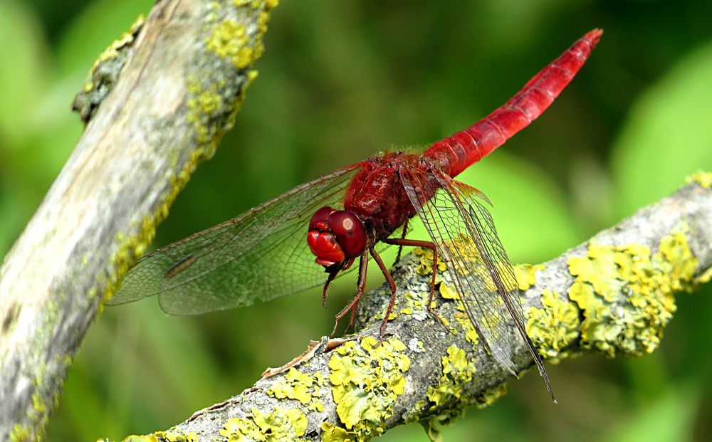 --- Feuerlibelle (Crocothemis erythraea) ---