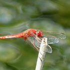 --- Feuerlibelle (Crocothemis erythraea) ---