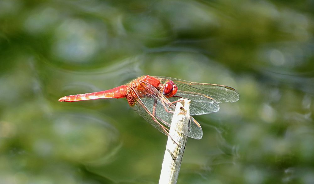 --- Feuerlibelle (Crocothemis erythraea) ---