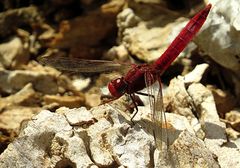 --- Feuerlibelle (Crocothemis erythraea) ---