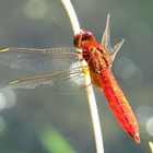 --- Feuerlibelle (Crocothemis erythraea) ---