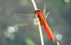 --- Feuerlibelle (Crocothemis erythraea) ---