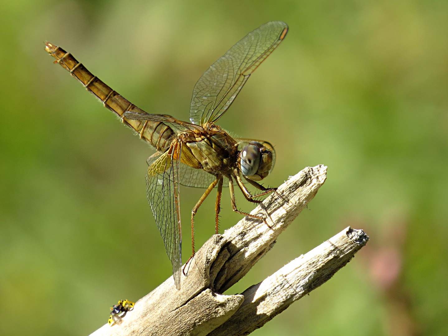 --- Feuerlibelle (Crocothemis erythraea) ---