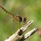 --- Feuerlibelle (Crocothemis erythraea) ---