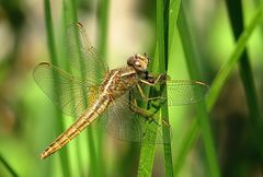 --- Feuerlibelle (Crocothemis erythraea) ---